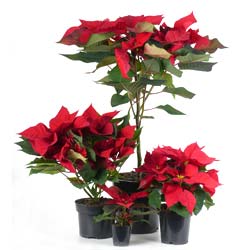Poinsettia rouge, Etoile de Noël / Euphorbia pulcherrima
